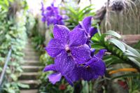 Im Orchideen-Garten in Funchal