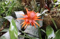 Im Orchideen-Garten in Funchal