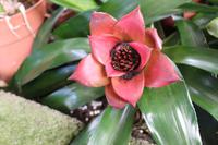 Im Orchideen-Garten in Funchal