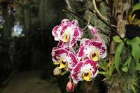 Im Orchideen-Garten in Funchal