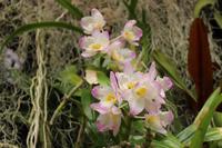 Im Orchideen-Garten in Funchal