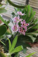 Im Orchideen-Garten in Funchal