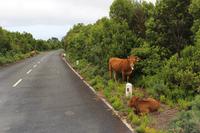 Kühe auf der Hochebene Paúl da Serra