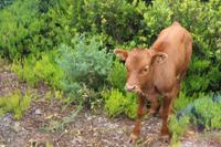 Kuh auf der Hochebene Paúl da Serra