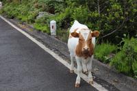 Kuh auf der Hochebene Paúl da Serra