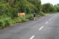 Kuh auf der Hochebene Paúl da Serra