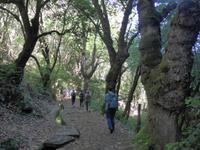 Madeira, Ribeiro Frio, Wanderung durch den Lorbeerwald zur Aussicht Balcoes