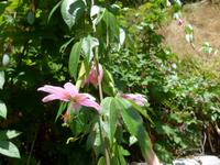Madeira, Maracujablüte