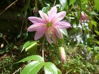 Madeira, Maracujablüte