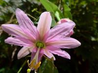 Madeira, Maracujablüte