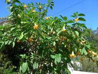 Madeira, Trompetenbaum am Portela-Paß