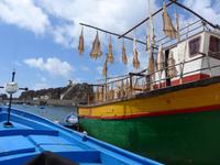 Madeira, Katzenhaie in Camara de Lobos