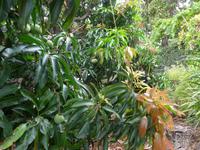 Madeira, Mangobaum