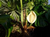 Madeita, Blüte und Frucht vom Philodendron