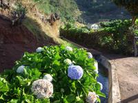 Madeira,Hortensien