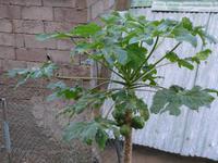 Madeira, Papaya 