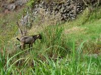 Madeira,  Ziege bei Levada-Wanderung