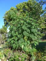 Madeira, Blandy´s Garden, Margeritenbaum