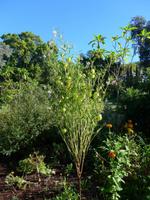 Madeira, Blandy´s Garden