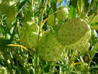 Madeira, Blandy´s Garden