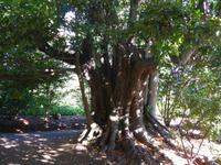 Madeira, Blandy´s Garden, Stinklorbeerbaum