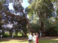 Madeira, Blandy´s Garden, Neuseeländischer Eisenholzbaum