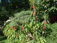 Madeira, Blandy´s Garden, Korallenfuchsie