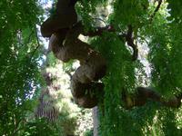 Madeira, Blandy´s Garden, im Pagoden- oder Tempelbaum