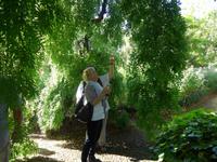 Madeira, Blandy´s Garden, im Pagoden- oder Tempelbaum