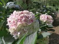 Madeira, Blandy´s Garden, Hortensien