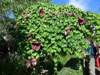 Madeira, Blandy´s Garden, Rankenpflanze 