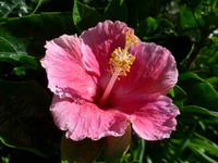 Madeira, Blandy´s Garden, Hibiscus