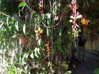 Madeira, Funchal, Orchideen- Fundation