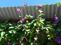 Madeira, Funchal, Orchideen- Fundation