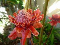 Madeira, Funchal, Orchideen- Fundation