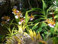 Madeira, Funchal, Orchideen- Fundation