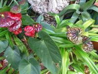 Madeira, Funchal, Orchideen- Fundation, Anturien