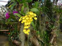 Madeira, Funchal, Orchideen- Fundation