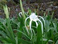 Madeira, Funchal, Botanischen Garten, Madonna-Lilie