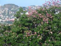 Madeira, Funchal, Bot.Garten, blühender Kapokbaum