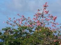 Madeira, Funchal, Bot.Garten, blühender Kapokbaum