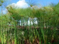 Madeira, Funchal, Botanischer Garten,