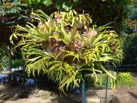 Madeira, Funchal, Bot. Garten, Elchfarn