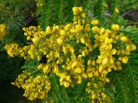 Madeira, Funchal, Bot. Garten, Cassia Stolz Boliviens