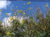 Madeira, Funchal, Bot. Garten, Popkornstrauch