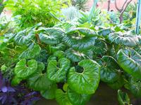 Madeira, Canico, Quinta Splendida, 