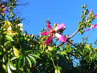 Madeira, Canico, Quinta Splendida, Kapokblüte