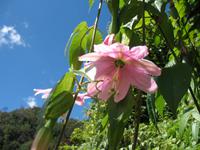 Wanderung Vereda dos Balcões