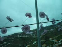 Weinfest in Estreito de Câmara de Lobos