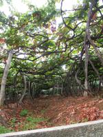 Besuch eines Weingutes in Câmara de Lobos